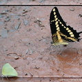 Papilio cresphontes 4