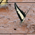 Papilio cresphontes 5
