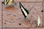 Papilio cresphontes 5