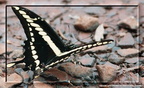 Papilio cresphontes 6