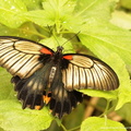 Papilio lowi 2