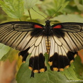 Papilio lowi  3