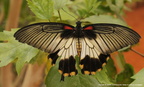 Papilio lowi  3
