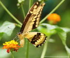 Papilio thoas 2