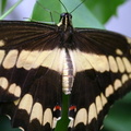 Papilio_thoas_3.JPG