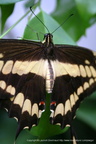 Papilio thoas 3