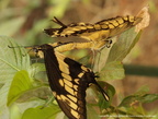 Papilio thoas accouplement