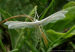 Pterophorus pentadactyla pterophore blanc 2