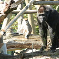 Gorilla gorilla Gorille et ses potes