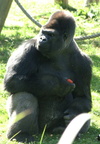 Gorilla gorilla Gorille femelle