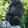 Gorilla gorilla 