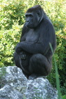 Gorilla gorilla 