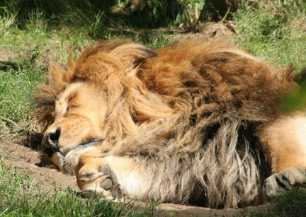 Panthera leo 