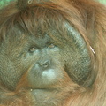 Pongo pygmaeus Orang outan portrait