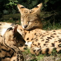 Leopardus pardalis Ocelot