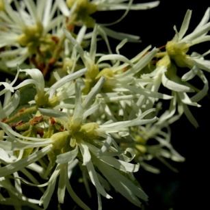Hamamelidaceae