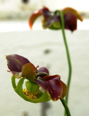 Sarracenia × chelsonii rubra  purpurea