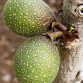 Ficus dryepondtiana fig trees