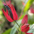 Pavonia multiflora 3