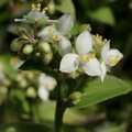 Tripogandra amplexicaulis