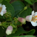 Dipelta floribunda