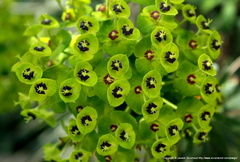Euphorbia characias 4