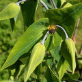 Euphorbia lathyris Epurge