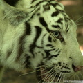 Panthera tigris 