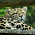 Panthera onca Jaguar.jpg