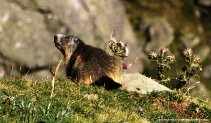 Marmota marmota 