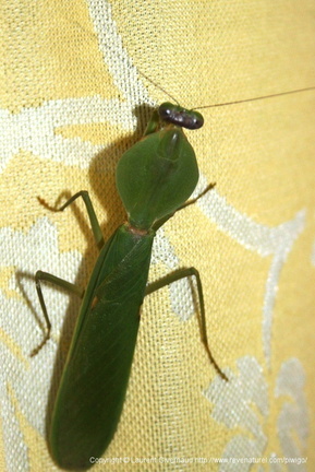 Mantis Mante religieuse Vietnam