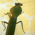 Mantis Mante religieuse Vietnam
