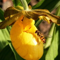 Episyrphus balteatus Syrphe ceinturé sur orchidée