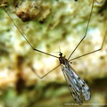 Tipula paludosa Tipule des marais 2