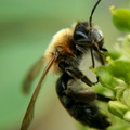 Andrena Hattorfonia 3