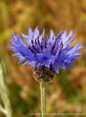 Centaurea cyanus Bleuet des champs Bluet