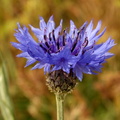 Centaurea cyanus Bleuet des champs Bluet