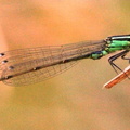  Erythromma viridulum Agrion vert femelle.JPG
