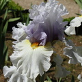 Iris shaybisc plouch 1972