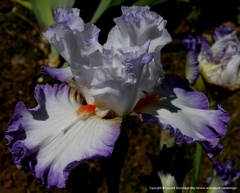Iris elegant Cayeux 2004