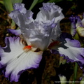 Iris elegant Cayeux 2004