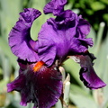 Iris Local color Keppel 1996