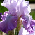 Iris Cumulus Cayeux 2000
