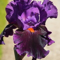 Iris Local Color Keppel 1996