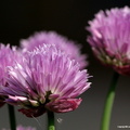 Allium roseum Ciboulette