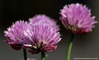 Allium roseum Ciboulette