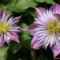 Clematis Crystal fountain 2
