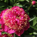 Paeonia Lady orchid Bigger 1942