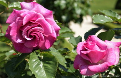 Rosa Violette parfumée Dorient Dorieux 1995