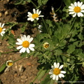 Tanacetum cinerariifolium Trevir. sch.Bip. Pyrèthre de Dalmatie